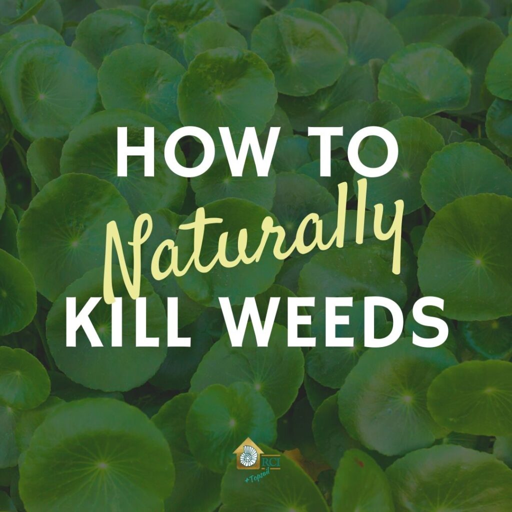 How to Kill Weeds Naturally - RCI Plus Topsail